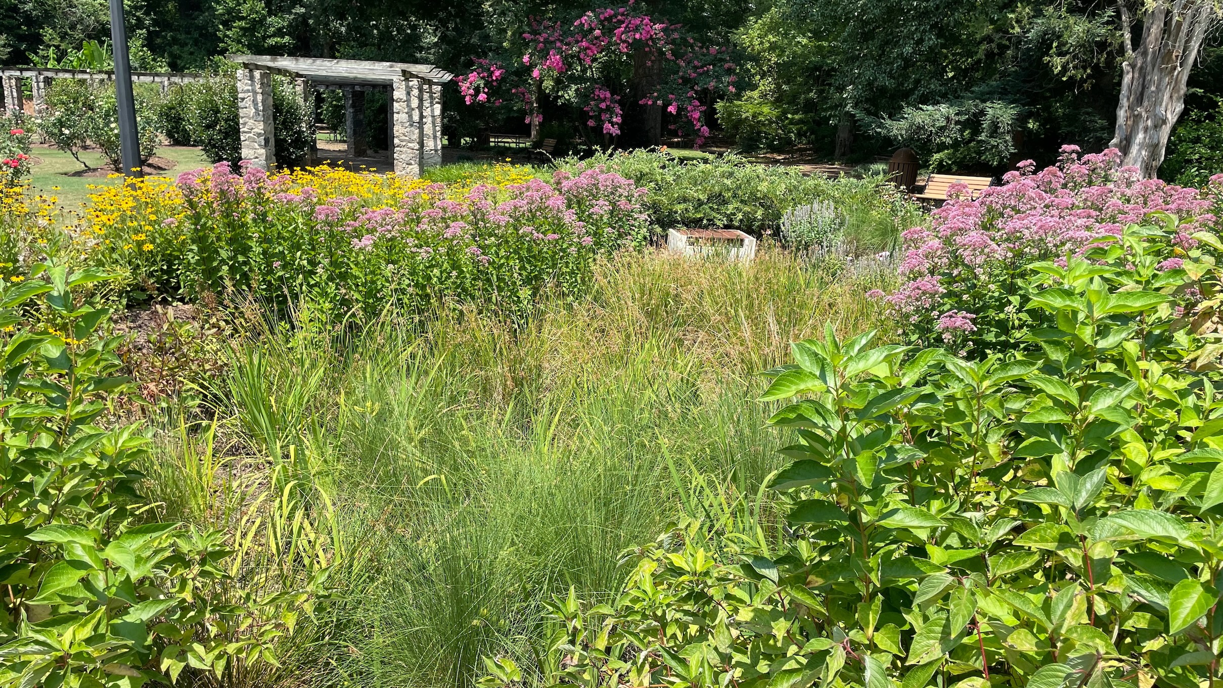 Rose Garden Bioretention Area