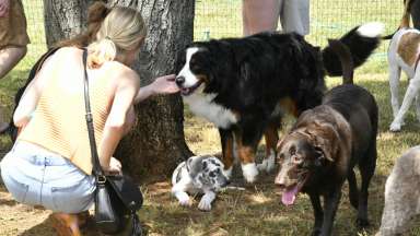 dog park banner with cute pups