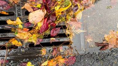 leaves in storm drain