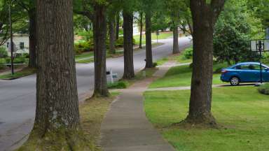 Tree lined street