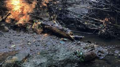 An eroded stream on Dixie Trail with high banks