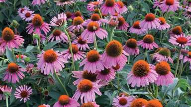 Pink flowers in a rain garden