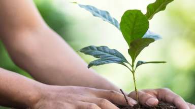 A closeup view of a person using their hands to plant a tree