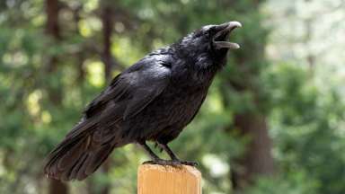 American black crow sitting on wooden post