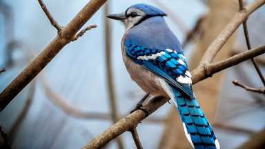 Blue jay resting on tree branch