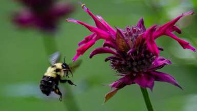 A bee getting pollen from a pink bee balm flower