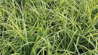 Long grass planted in a rain garden