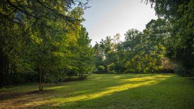 Open green grass with trees along the edge and sun coming through