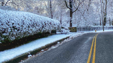 A view of snow on a road, sidewalk, and trees.