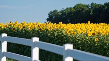 Sunflower field