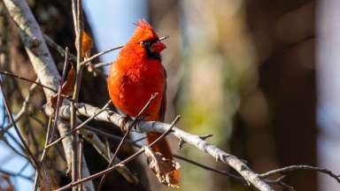 Close-up of male cardinal on winter tree branch