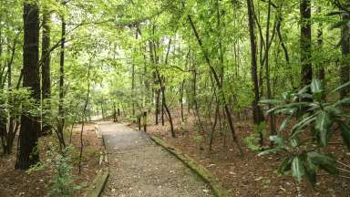 Unpaved section of greenway trail going through woods