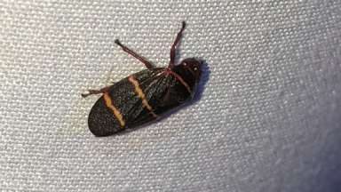 spittlebug sitting on a chair