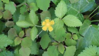 Different shaped leaves with a yellow flower in the middle.