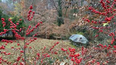 Red possum haw holly in front of memorial rock