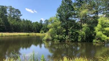 Lake scene with trees and greenery