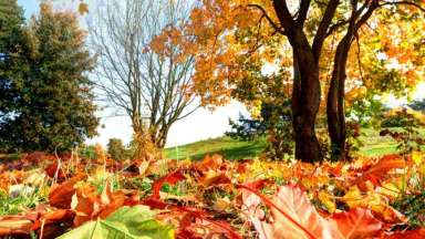 Dorthea Dix Park in the fall