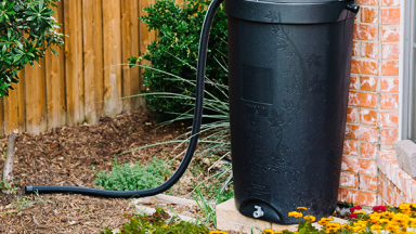 Rain Barrel