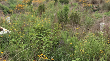 Walnut Creek Gravel Wetland