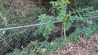 Frank Street Pipe and Fence