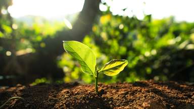 A new plant growth popping out of fresh soil with sunlight shining in background