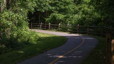 path with trees