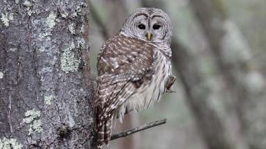 Owl in a tree