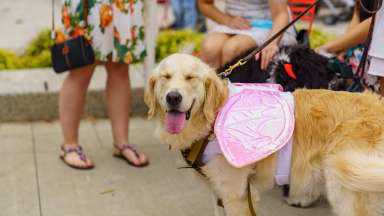 dog with costume smiling