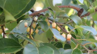 Persimmon flowers on a tree branch