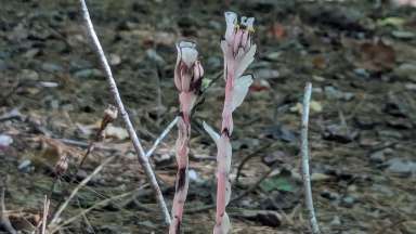 straightened up ghost pipe flowers ready for pollination