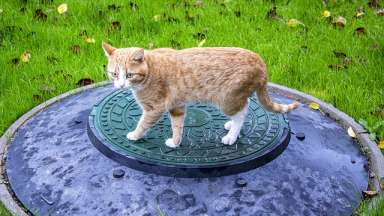 Cat_on_Manhole