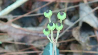 blooming fruit of wintergreen