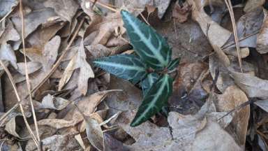 wintergreen with fallen leaves in the background