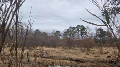 picture of a wetland