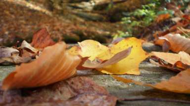 Fall leaves