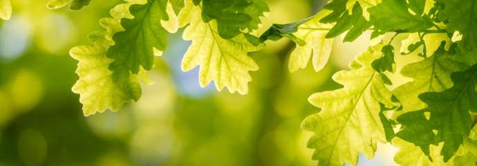 Looking up at green oak tree leaves