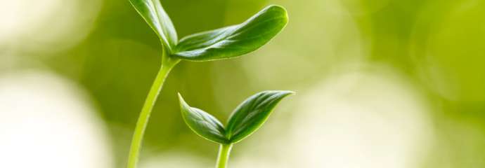 A small plant growing in the dirt