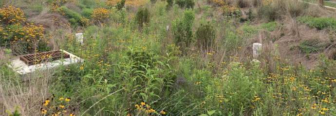 Walnut Creek Gravel Wetland