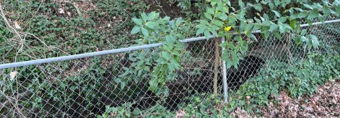 Frank Street Pipe and Fence