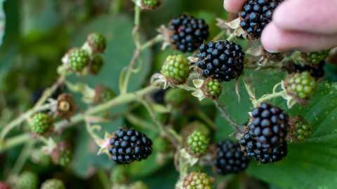 Hands inspecting blackberries vine