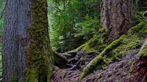 Moss growing on side of tree