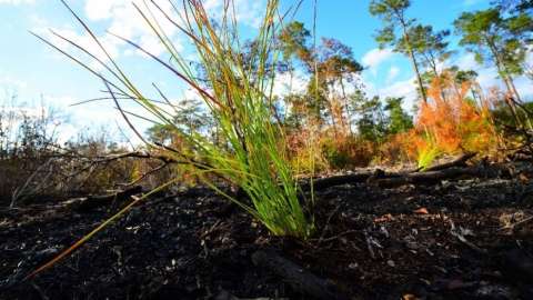 Green plants growing out of burnt grown