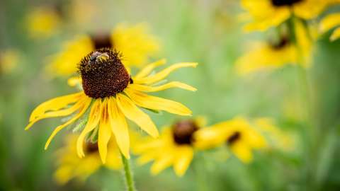 Yellow flower