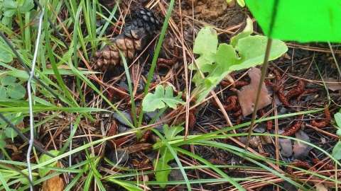 Lettuce growing up from ground