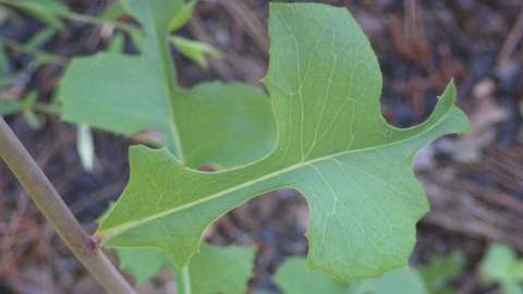 Green leaf