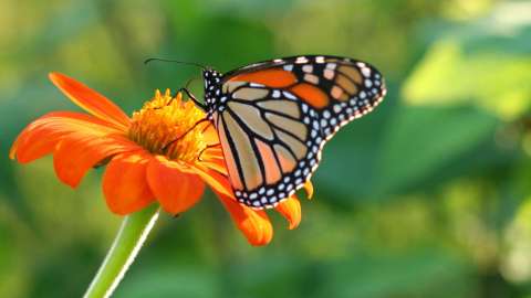 Butterfly on orange flower