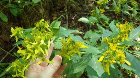 Hand holding bright yellow flower blooms