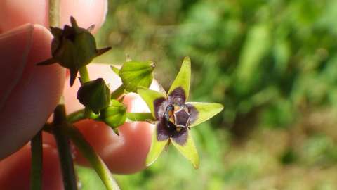 Small flower with five petals with dark purple center and green petals