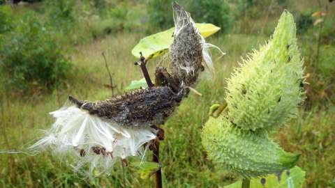 Fuzzy seeds and pods