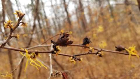 Witch Hazel Fruit Capsule